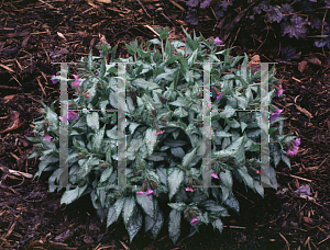 Picture of Pulmonaria longifolia 'Excalibur'