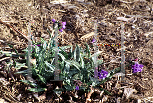 Picture of Pulmonaria longifolia 'Bertram Anderson'