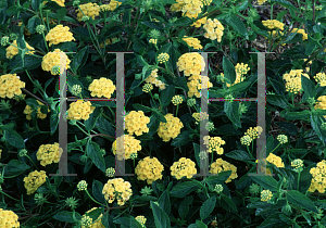 Picture of Lantana camara 'New Gold'