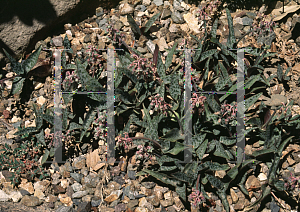 Picture of Ledebouria socialis 