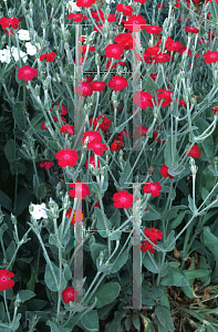 Picture of Lychnis coronaria 'Dancing Ladies'