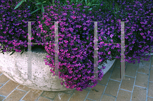 Picture of Lobelia erinus 