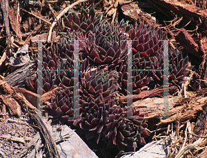 Picture of Sempervivum  'Purple Beauty'