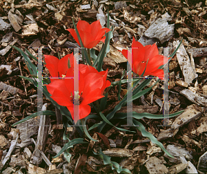 Picture of Tulipa linifolia 