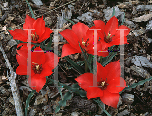 Picture of Tulipa linifolia 