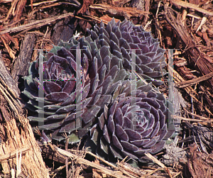 Picture of Sempervivum  'Purple Beauty'