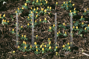 Picture of Eranthis hyemalis 