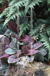 Picture of Ajuga reptans 'Burgundy Glow'