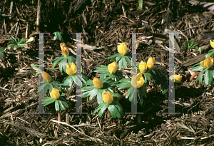 Picture of Eranthis hyemalis 