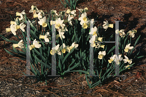 Picture of Narcissus  'Surfside'