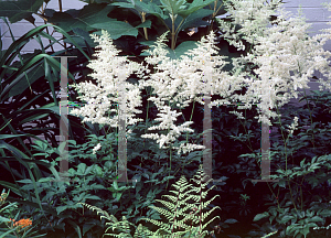 Picture of Astilbe japonica 'Deutschland'