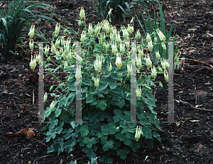 Picture of Aquilegia canadensis 'Corbett'