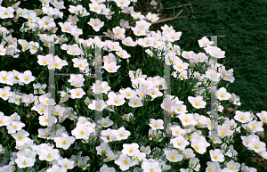 Picture of Nierembergia hippomanica 'Mont Blanc'