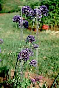 Picture of Allium caeruleum 