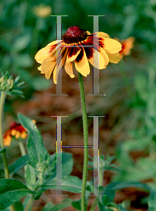 Picture of Rudbeckia hirta 'Autumn Forest'