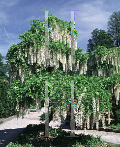 Picture of Wisteria floribunda 'Alba'