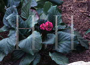 Picture of Bergenia cordifolia 