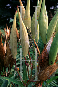 Picture of Asclepias incarnata 