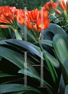 Picture of Clivia miniata 