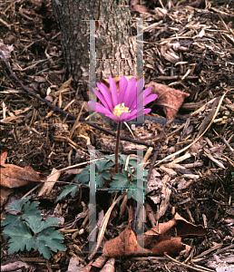 Picture of Anemone blanda 