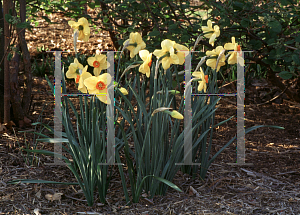 Picture of Narcissus  'Sabine Hay'