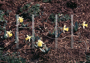 Picture of Narcissus  'Topolino'