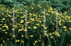 Picture of Coreopsis verticillata 'Zagreb'