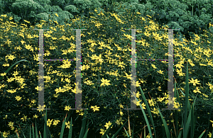 Picture of Coreopsis verticillata 'Zagreb'