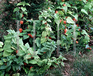 Picture of Physalis alkekengi 