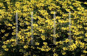 Picture of Coreopsis verticillata 'Zagreb'