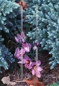 Picture of Crocus sativus 