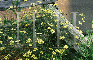 Picture of Coreopsis verticillata 'Moonbeam'