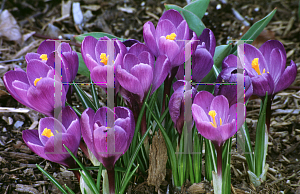 Picture of Crocus x hybridus 