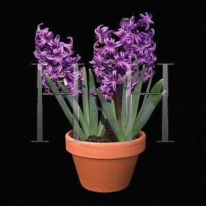 Picture of Hyacinthus orientalis 'Atlantic'