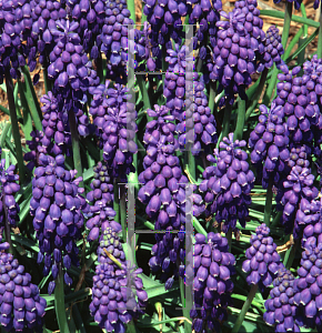 Picture of Muscari armeniacum 