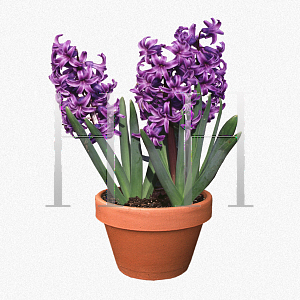 Picture of Hyacinthus orientalis 'Atlantic'