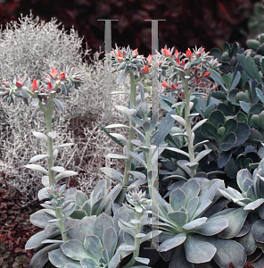 Picture of Echeveria dowingo 