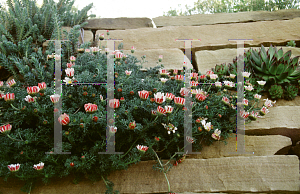 Picture of Anacyclus pyrethrum 