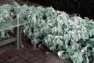 Picture of Senecio cineraria 