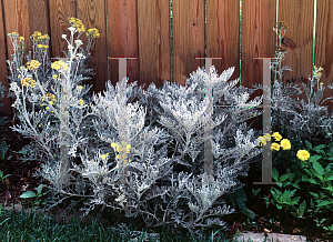 Picture of Senecio cineraria 