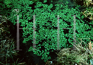 Picture of Nasturtium officinale 