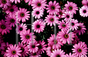 Picture of Osteospermum fruticosum 