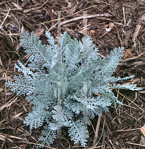 Picture of Senecio cineraria 'Silver Lace'