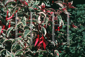 Picture of Fuchsia x 'Sunray'