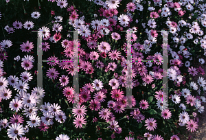 Picture of Osteospermum fruticosum 'Trailing'