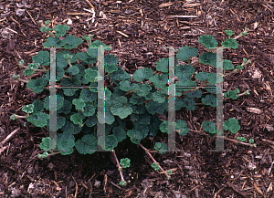 Picture of Rubus pentalobus 'Emerald Carpet'