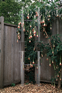 Picture of Fuchsia boliviana 'Alba'