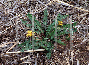 Picture of Taraxacum officinale 