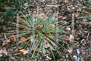 Picture of Yucca filamentosa 'Variegata'