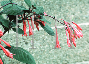 Picture of Fuchsia triphylla 'Gartenmeister Bonstedt'